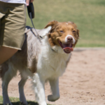 dog mindset training Phoenix AZ