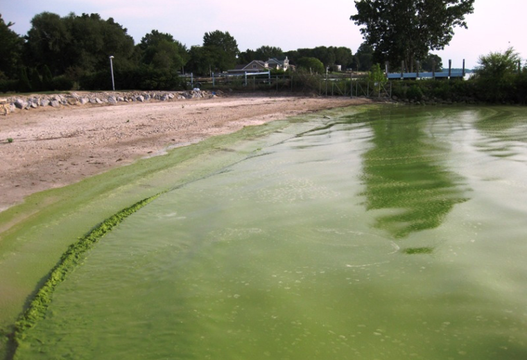 Algae growth