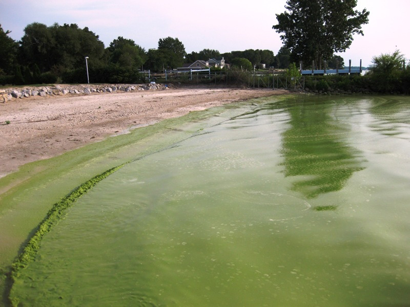 Algae growth